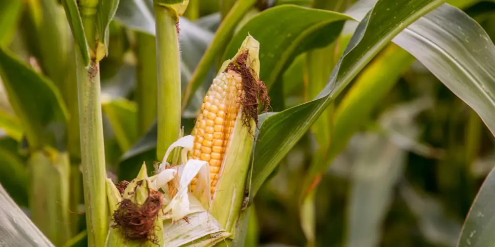 How to grow sweetcorn an easy beginner's guide My Dream Haus