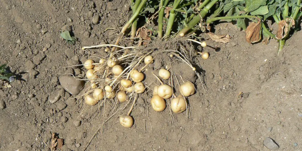 How to grow potatoes an easy beginner's guide My Dream Haus