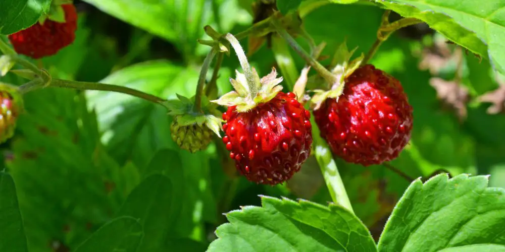 wild strawberries