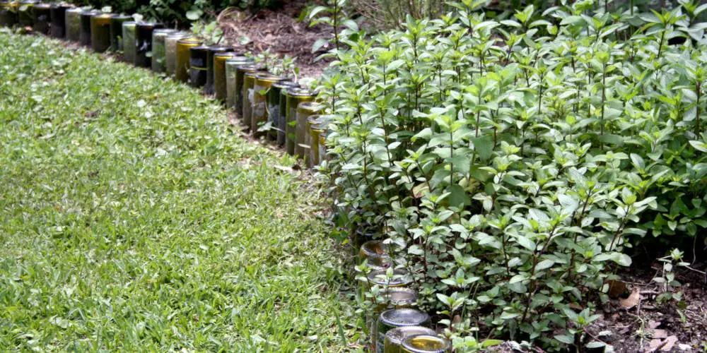 wine bottle edging Mississippi State University