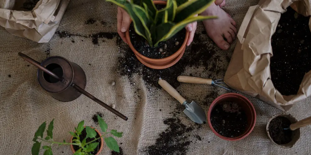 winter flowering pot plants